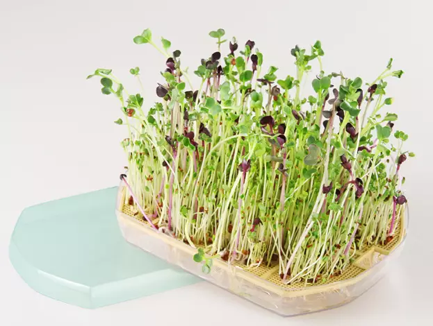 para-que-sirve-germen-soja