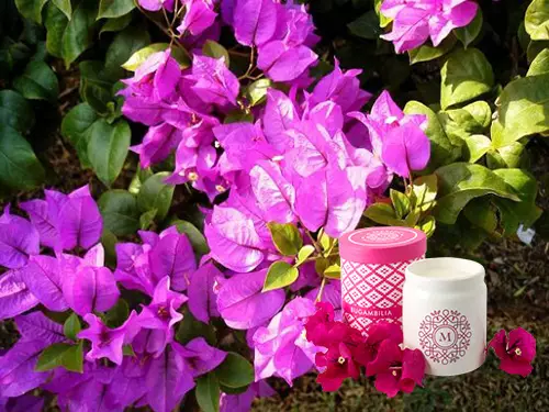 sirve-la-bugambilia