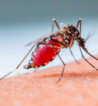 Síntomas del Dengue