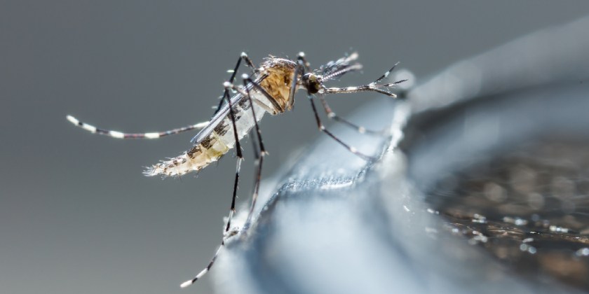 Dengue Dengue: ¿Qué Es Y Sus Síntomas?