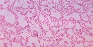 ¿Qué es la Bacteroides fragilis y qué enfermedades causa?