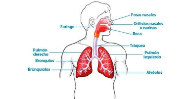 Esquema del sistema respiratorio y sus funciones