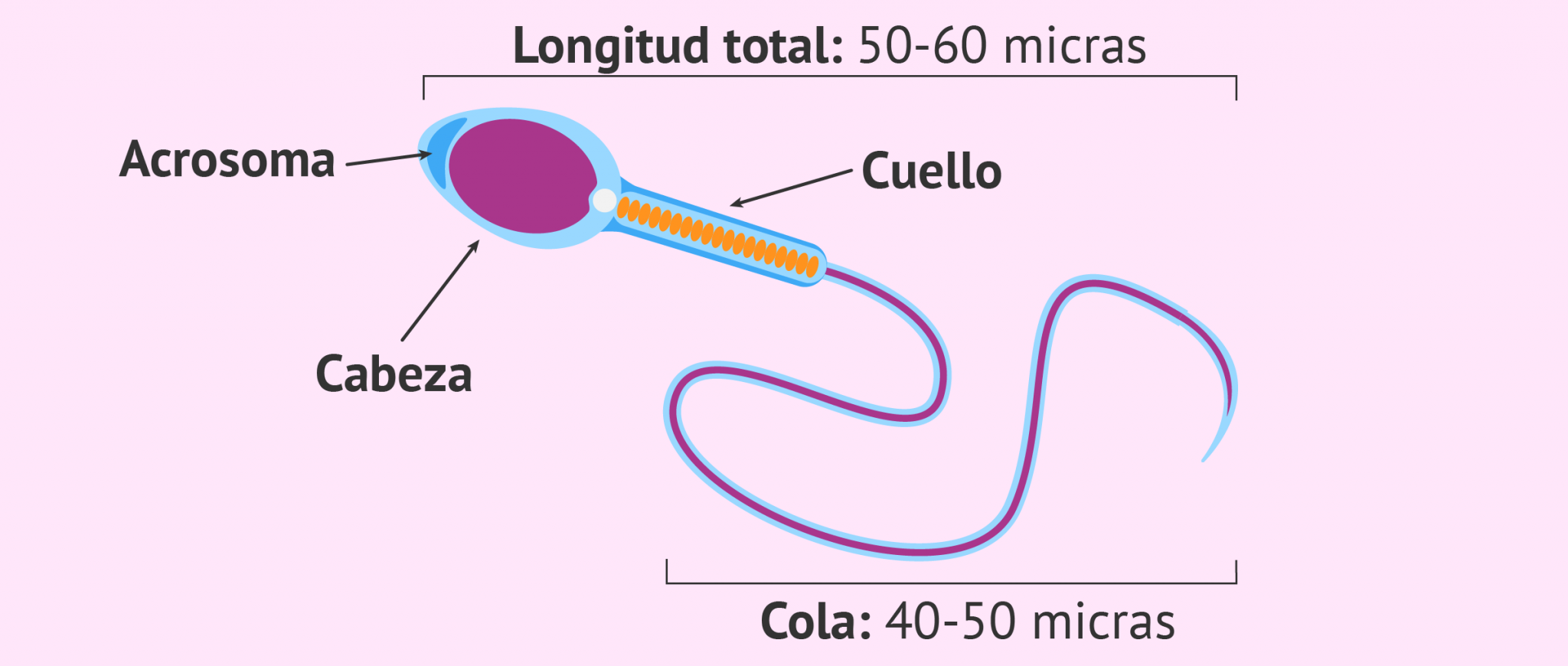 Partes Del Espermatozoide ¿cuáles Son Todo Sobre Medicamentos