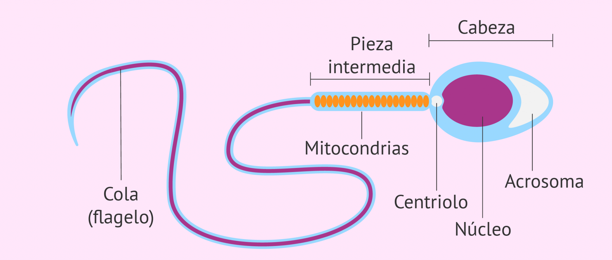 Partes Del Espermatozoide ¿cuáles Son Todo Sobre Medicamentos