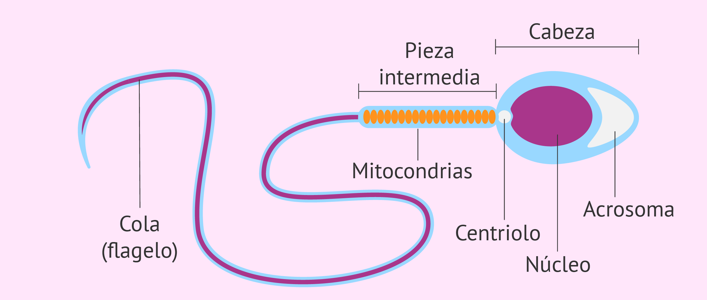Partes del espermatozoide: ¿Cuáles son?