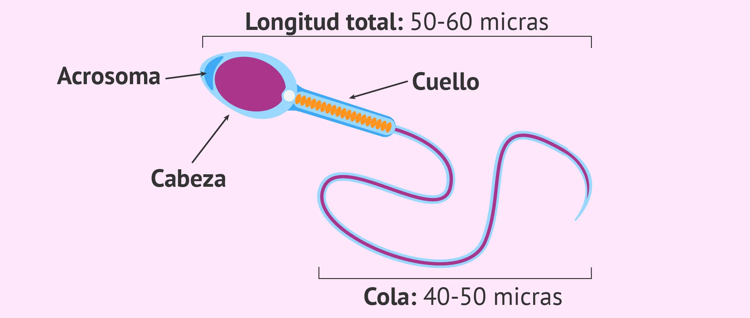 Partes del espermatozoide