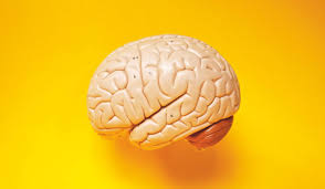 Cerebro Todo Lo Que Tiene Que Saber Sobre El Funcionamiento Del Cerebro