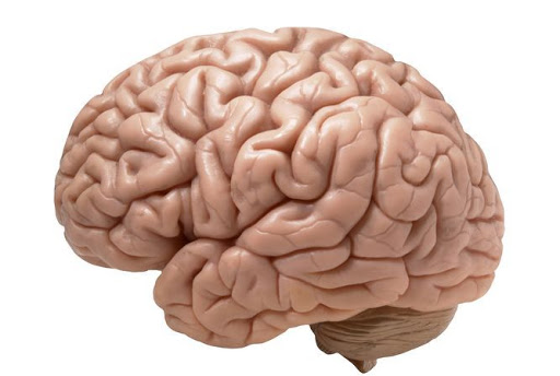 ¿Cuál es la estructura del cerebro?