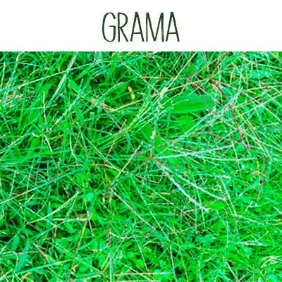 Grama: ¿Qué es y para qué sirve?