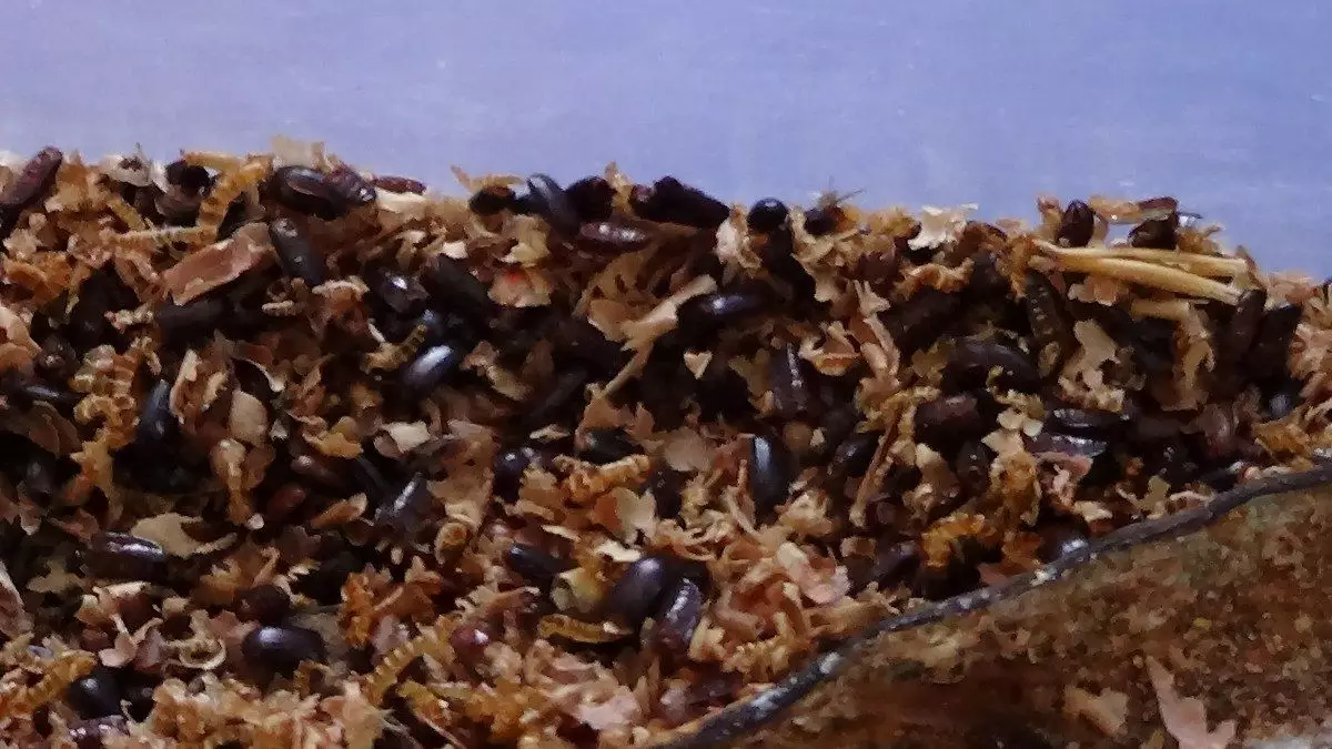 ¿Qué beneficios tiene el gorgojo chino?