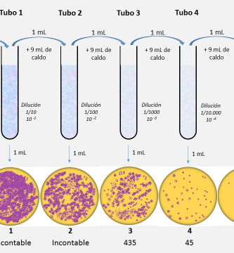 Reacciones Febriles: ¿Qué son y para qué sirven?